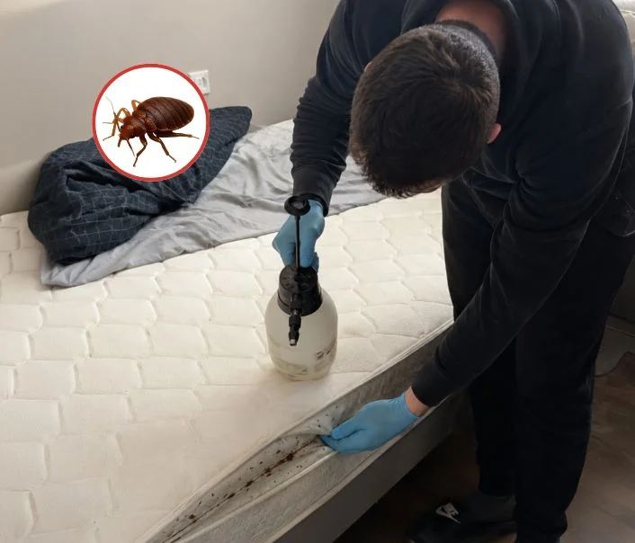 Technicien traitant un matelas contre les punaises de lit à Champs-sur-Marne